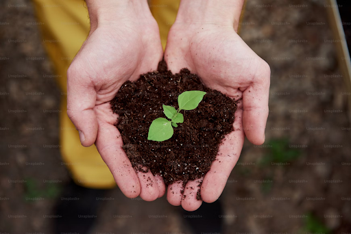 A person holding a seedling in their hands